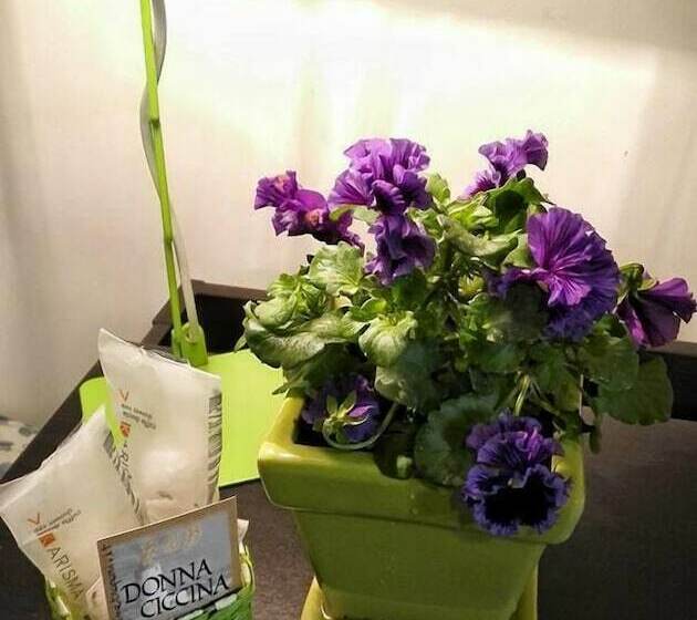 标准三人间, Donnaciccinatrapani