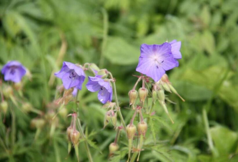 דירת חדר, Residence Vajolet San Cassiano