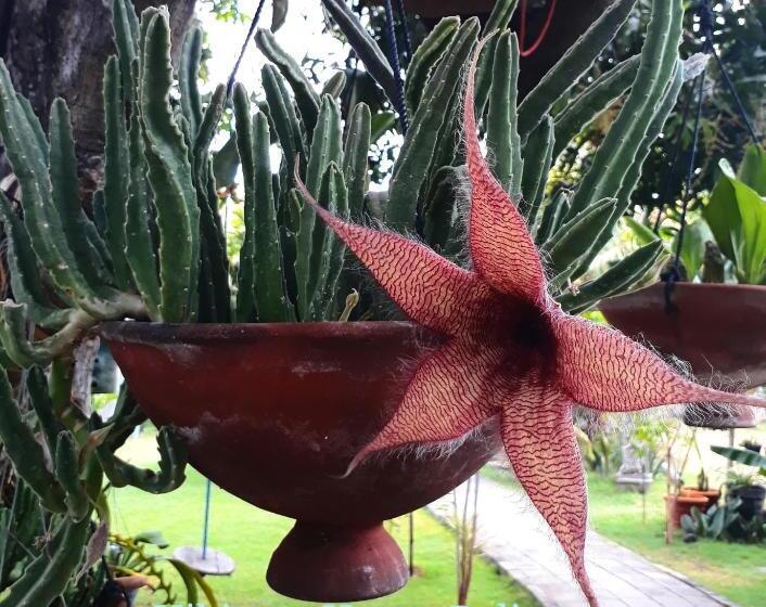 جناح ديلوكس سرير كينج, Hibiscus House Pemuteran Bali