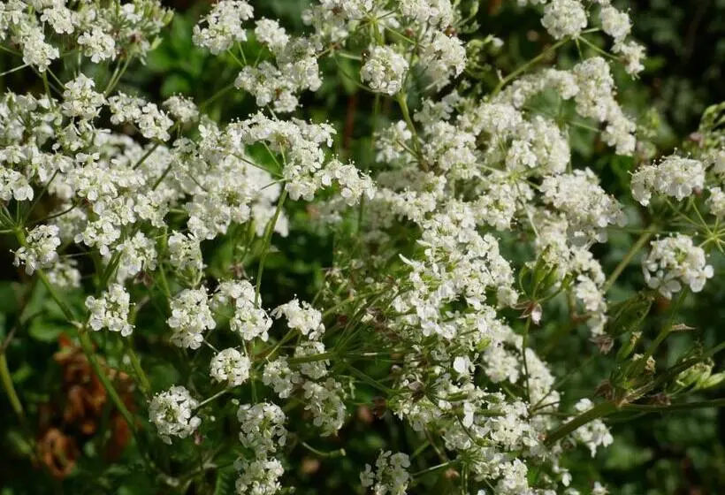 1ベッドルームのスーペリアアパートメント, Huize De Duinen