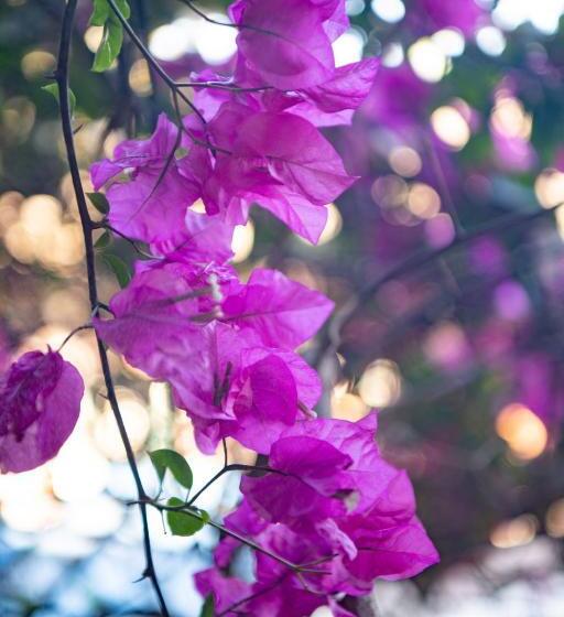 چادر با خدمات رفاهی استاندارد, Chameleon Backpackers & Guesthouse