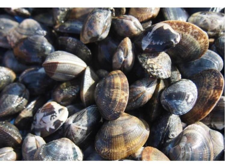 Номер Стандарт Вид на Море, Ryugu