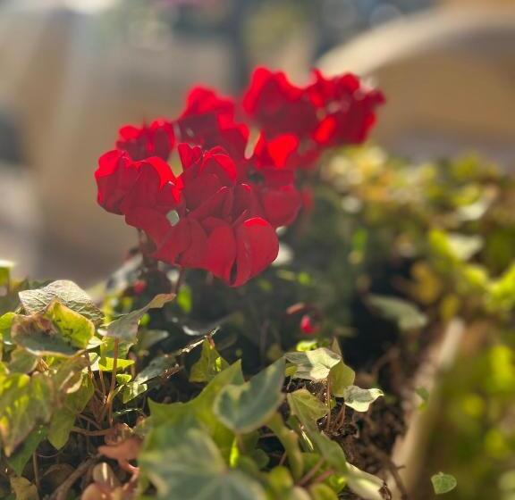 Номер Стандарт, Barocchetto Romano