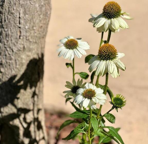 스탠다드 테라스 룸, Yebo Boutique Guesthouse