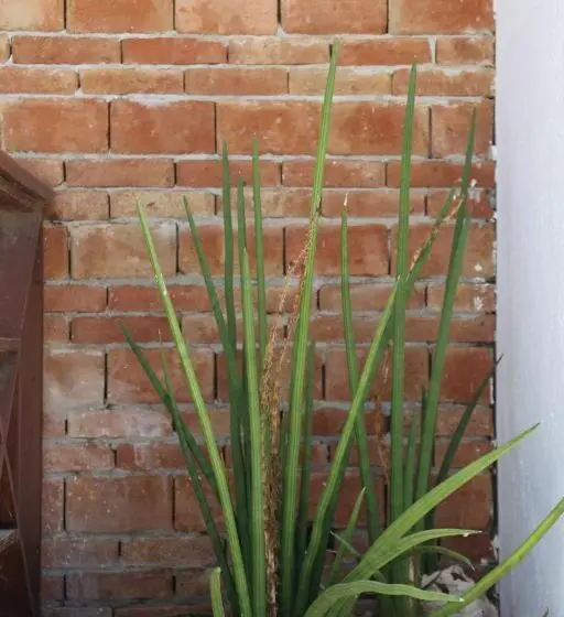 اتاق استاندارد, Ensenada Resort
