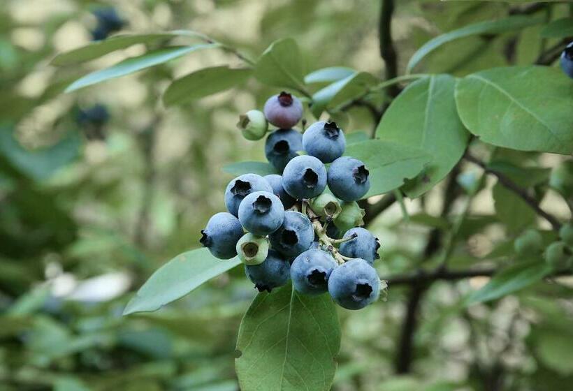 חדר סטנדרט נוף לגינה, Agriturismo Biomatto