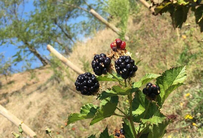 주니어 스위트 발코니, Pizzicalaluna