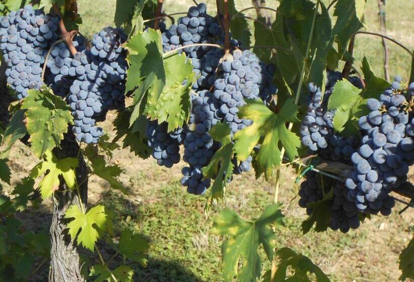 带1个卧室的公寓, Agriturismo Circugnano