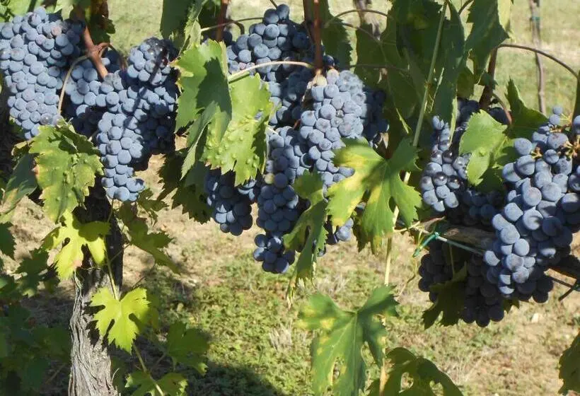 ２ベッドルームアパートメント, Agriturismo Circugnano