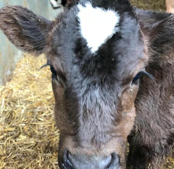 إستوديو قياسى مطلّ علي الحديقة, Weatherhead Farm