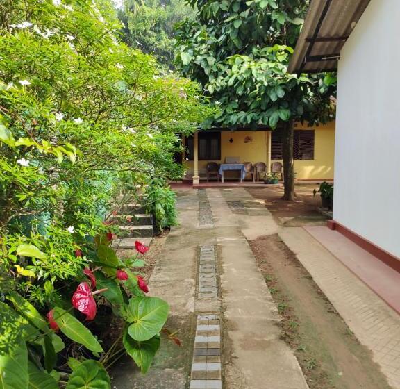 标准三人间, Ancient Tree