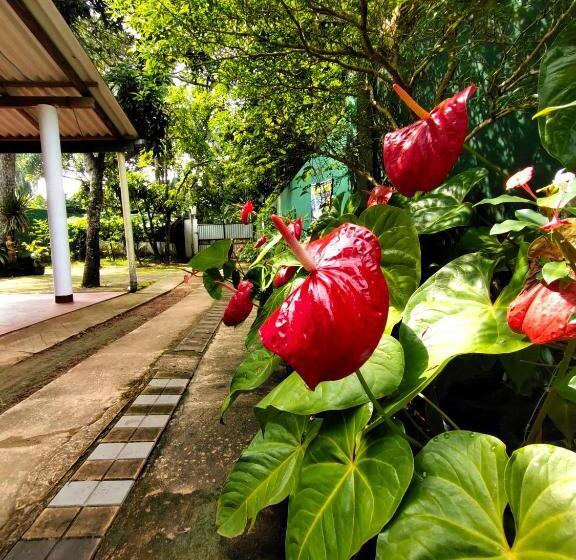 标准三人间, Ancient Tree