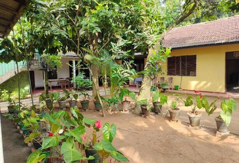 标准三人间, Ancient Tree