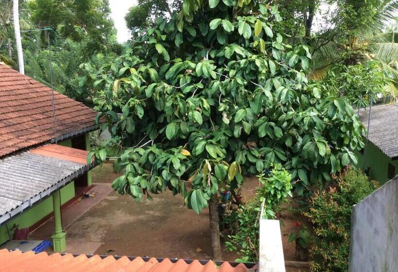 带阳台标准四人间, Ancient Tree