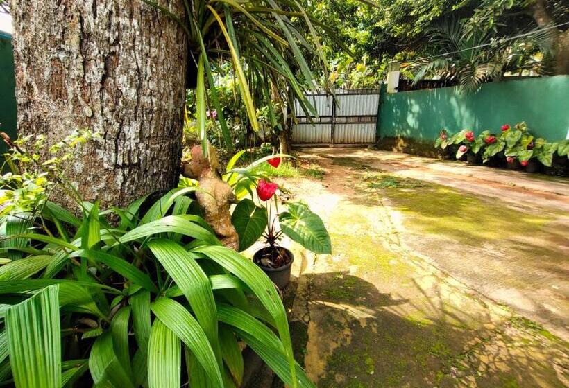 经济房, Ancient Tree