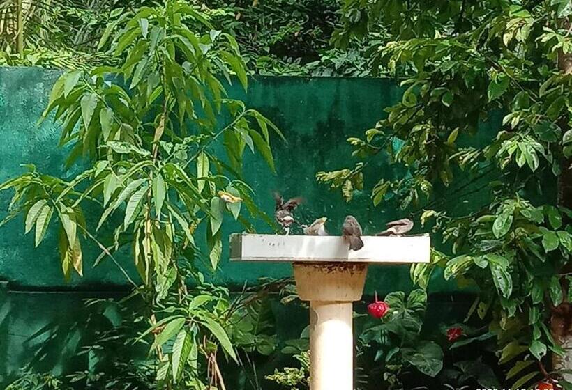 标准三人间, Ancient Tree