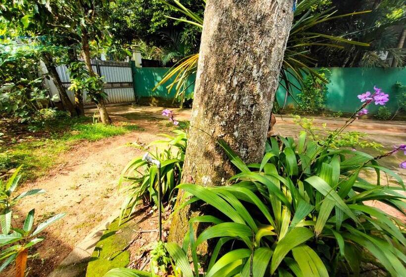 带阳台的三人标准间, Ancient Tree