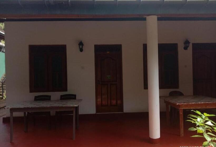 标准三人间, Ancient Tree