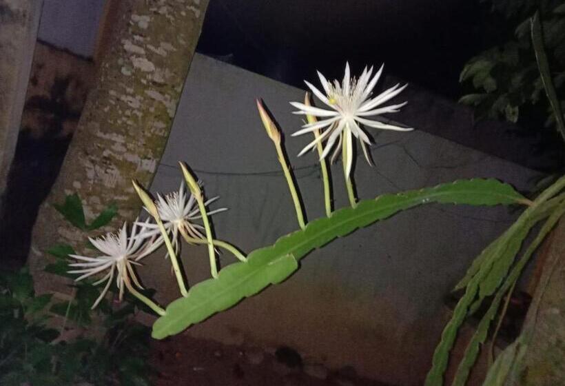 标准三人间, Ancient Tree