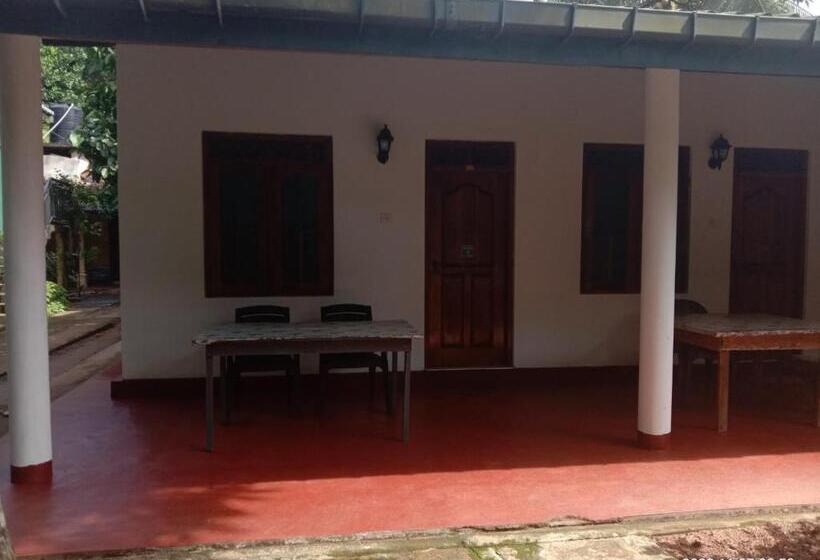 标准三人间, Ancient Tree