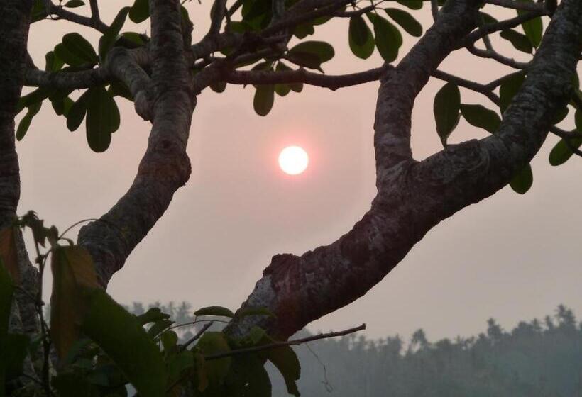 带阳台的三人标准间, Ancient Tree
