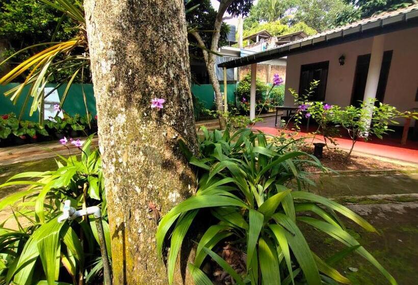 带阳台标准四人间, Ancient Tree