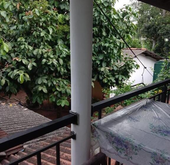 带阳台标准四人间, Ancient Tree