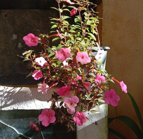 标准三人间, Ancient Tree