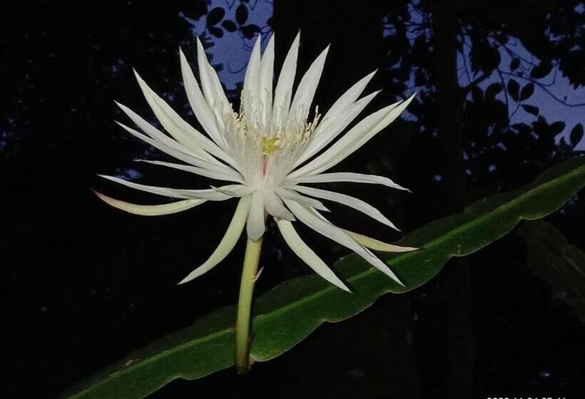 带阳台的三人标准间, Ancient Tree