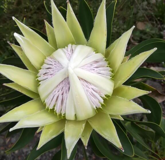 חדר סטנדרט, Avondsrus Guesthouse