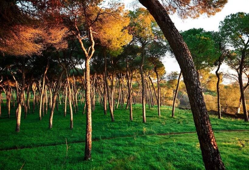 חדר סופריור, Oromana