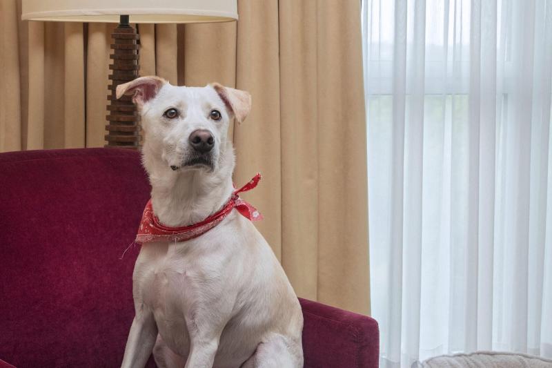 标准单人间, The Angel