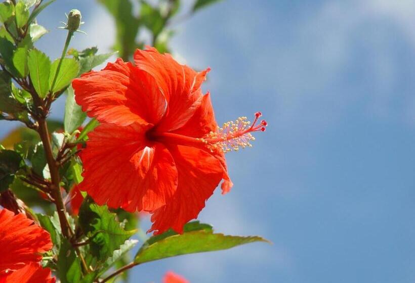 חדר סטנדרט נוף לים, En Resort Kumejima Eef Beach