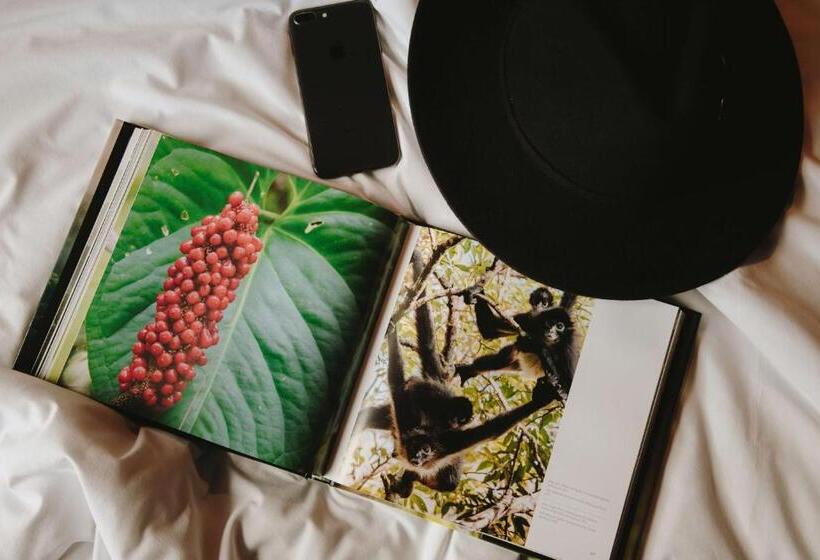 スタンダードルーム, Docecuartos