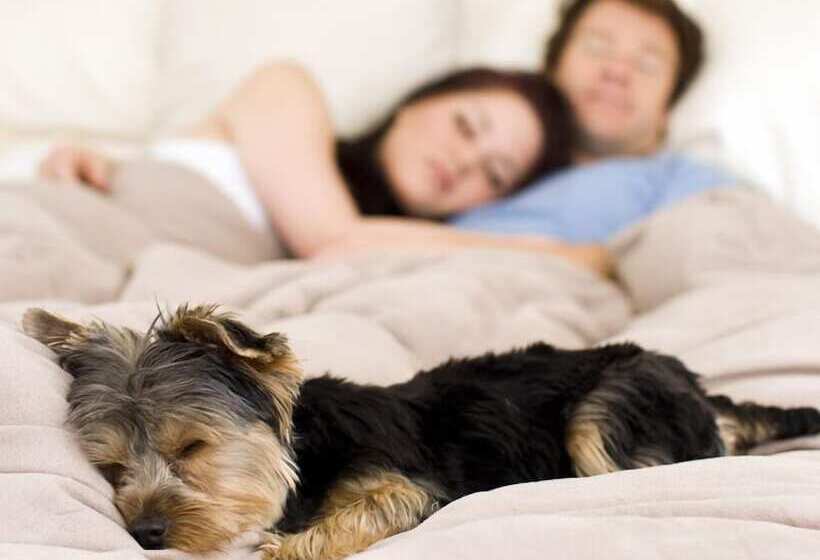 غرفة قياسية, Ocean Star Inn