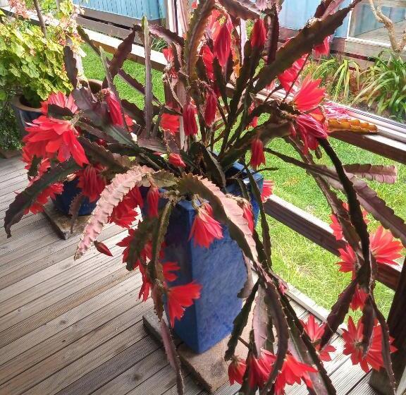 كابينة, Lakes Entrance Waterfront Cottages With King Beds