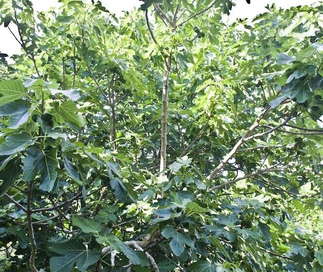 ガーデンビュースタンダードルーム, Villa Sarah