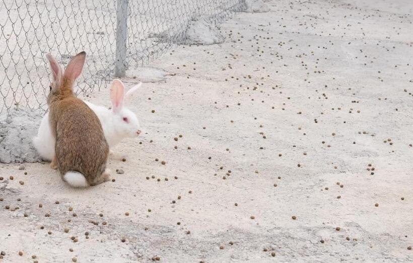 דירת חדר עם טרסה, Finca Hotel Ses Cases Noves