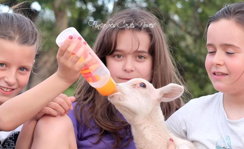 דירת חדר, Finca Hotel Ses Cases Noves