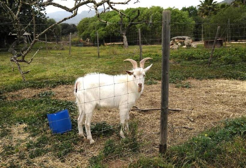 דירת פנטהאוז 1 חדרי שינה, Finca Hotel Ses Cases Noves