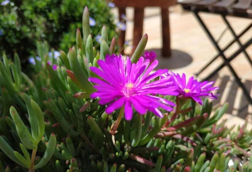 Номер Superior с Террасой, Casa Campana