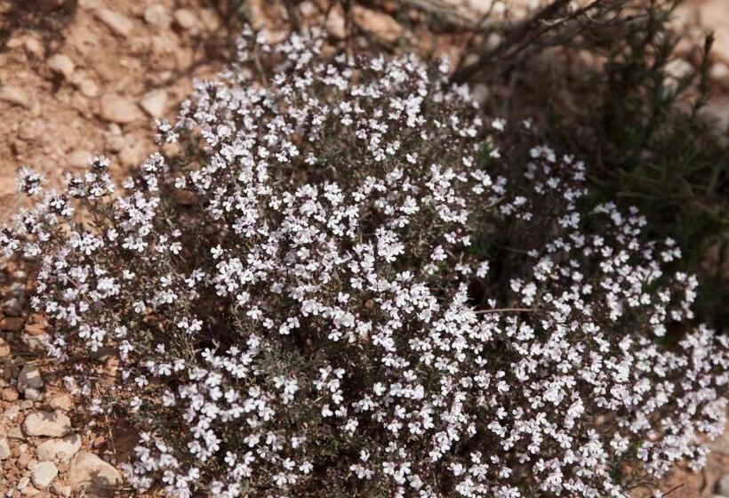 스위트, & Spa Can Josep