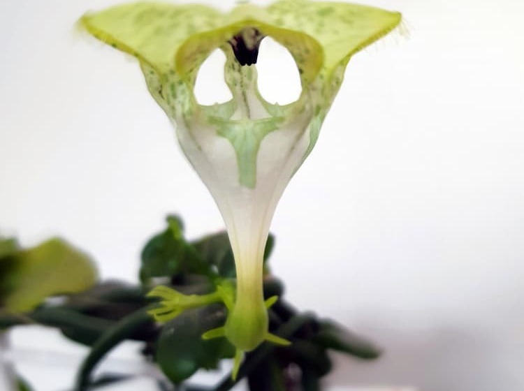 חדר סטנדרט, La Maison Bisca