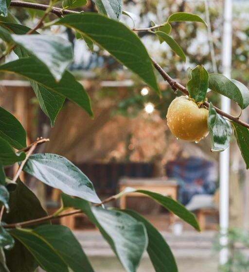 اتاق لوکس, Tes