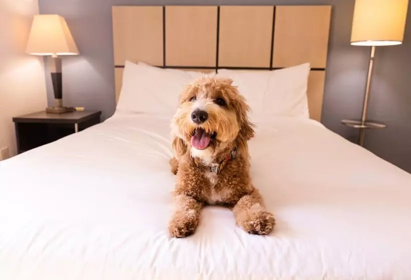 身障者適用スイートルーム, Sonesta Simply Suites Cleveland North Olmsted Airport