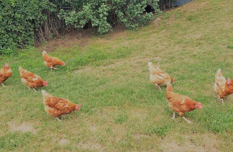 Номер Стандарт, Auberge Du Vignoble Bromont