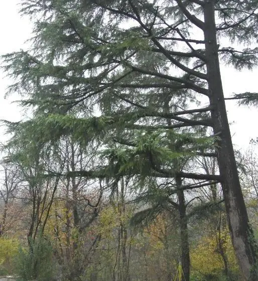 اتاق خانوادگی, Campagnoli