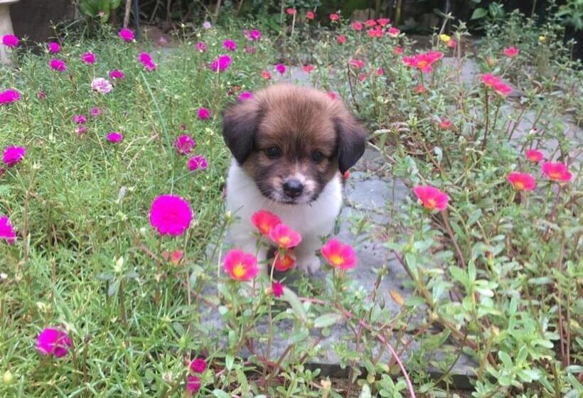 اتاق استاندارد با بالکن, Cherry Garden Homestay