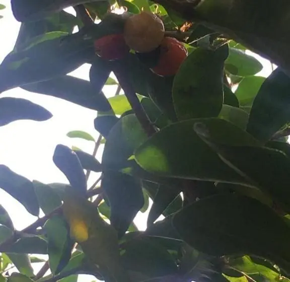 اتاق لوکس با بالکن, Cherry Garden Homestay