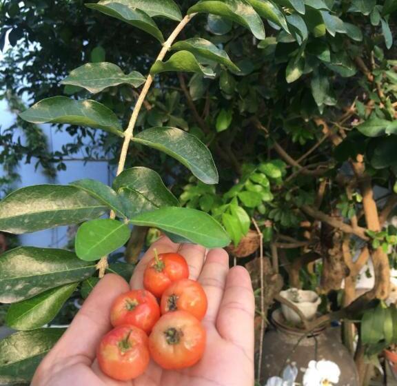 اتاق لوکس با بالکن, Cherry Garden Homestay